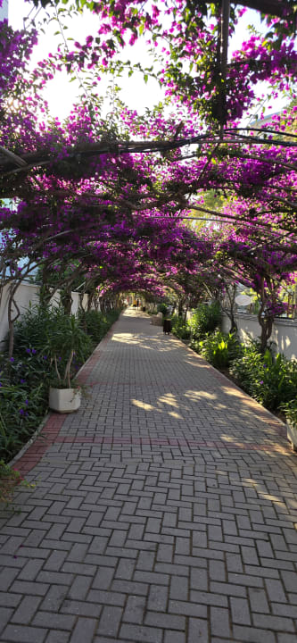 Gartenanlage Alaiye Resort & Spa