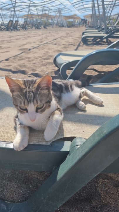 Strand Sherwood Exclusive Lara