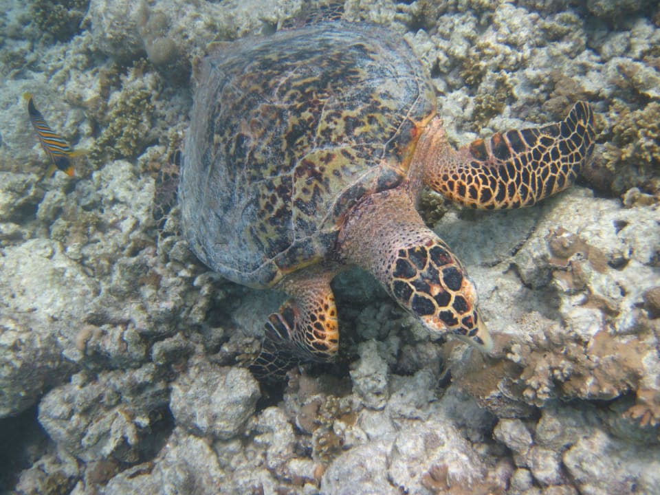 Schildkröte in der Nähe des Stegs Kuramathi Maldives