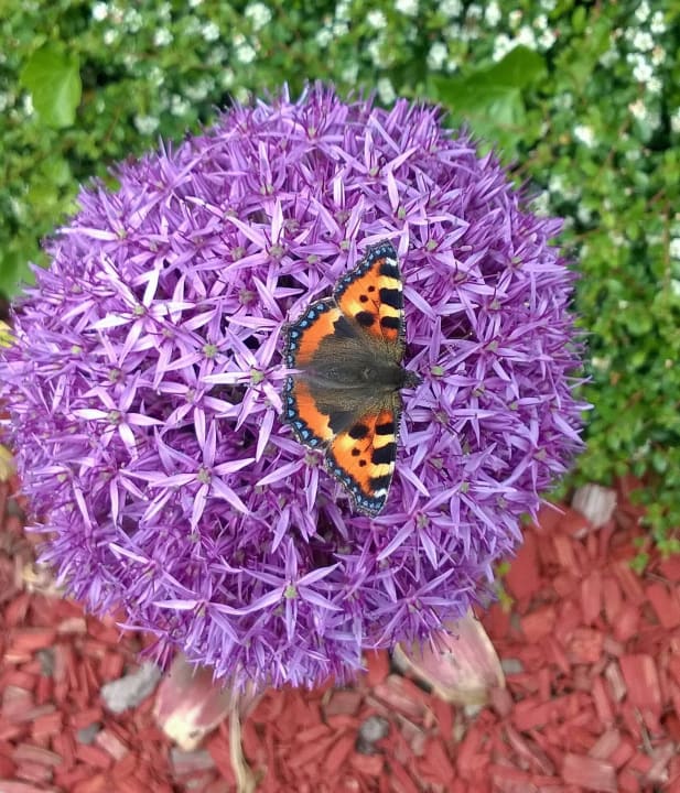 Garten Oberjoch - Familux Resort
