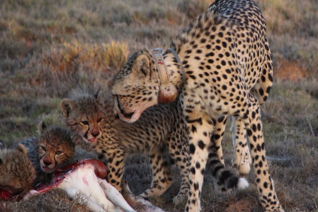 Sonstiges Hotel Garden Route Game Lodge