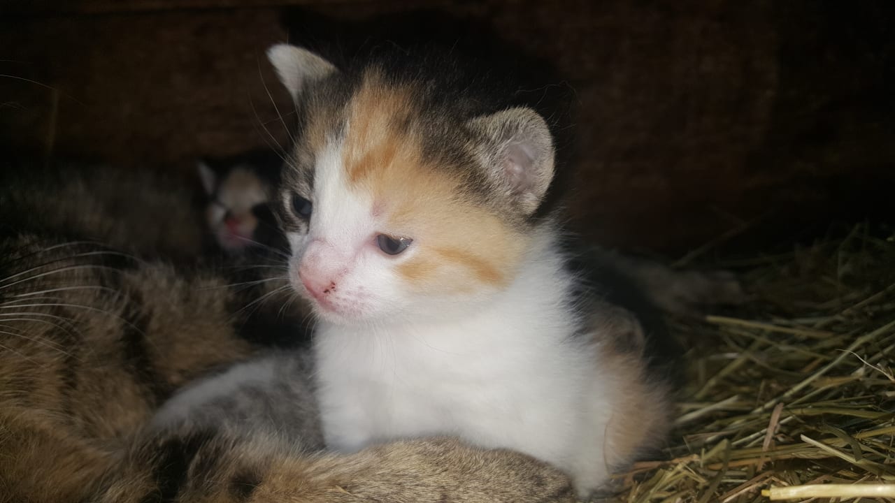 Sonstiges Ferienhof Scharl