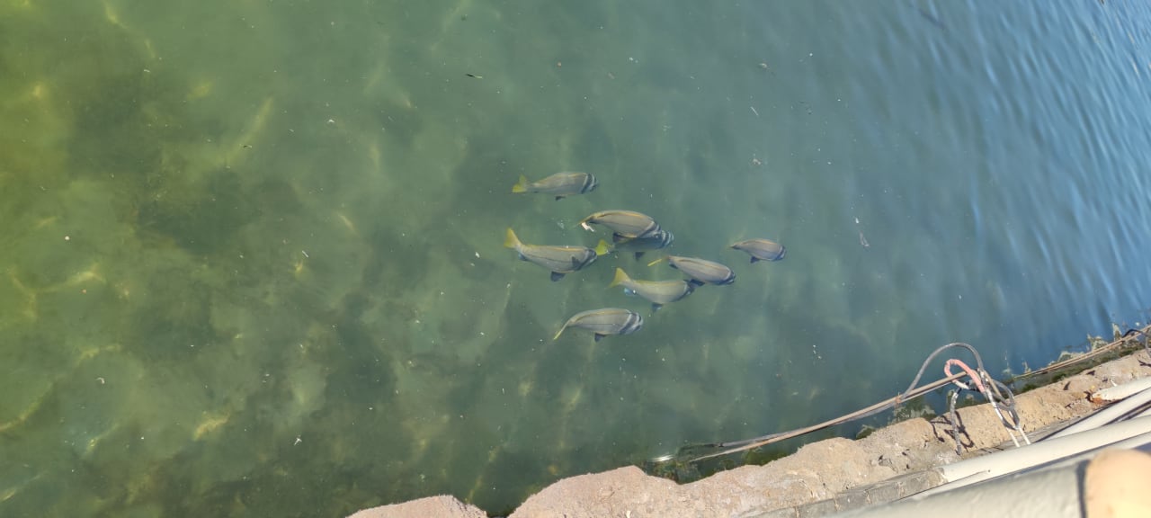 Sonstiges Pickalbatros Dana Beach Resort - Hurghada