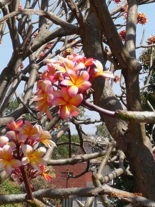 Garten Hill Station Hotel