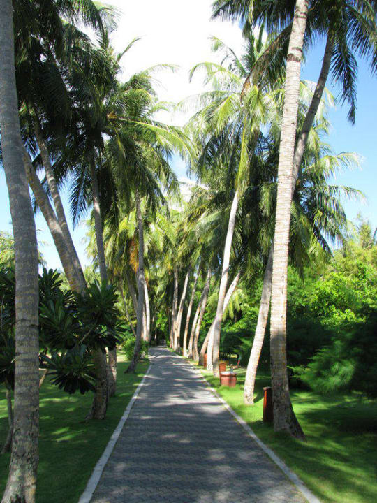 Eine der vielen Palmenalleen Villa Park Sun Island