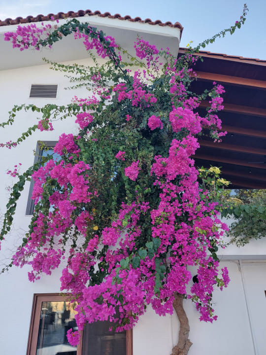 Gartenanlage TUI SUNEO Chrissi Amoudia