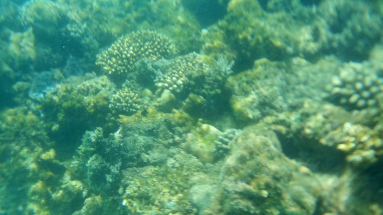 Риф недалеко от берега Desert Rose