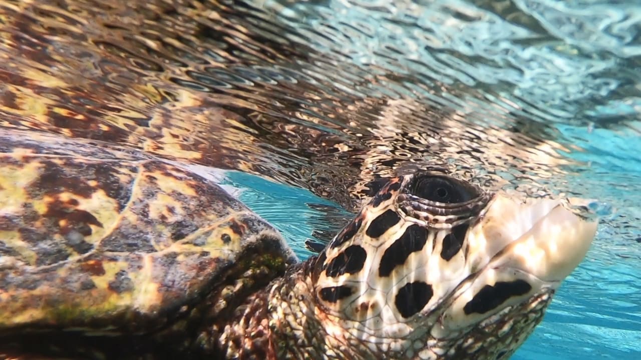 Sport & Freizeit NH Collection Maldives Reethi Resort