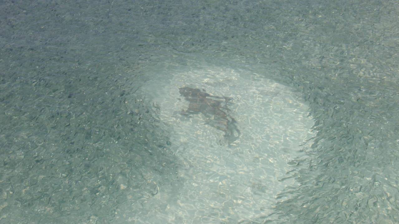 Hallo Hai Kuramathi Maldives