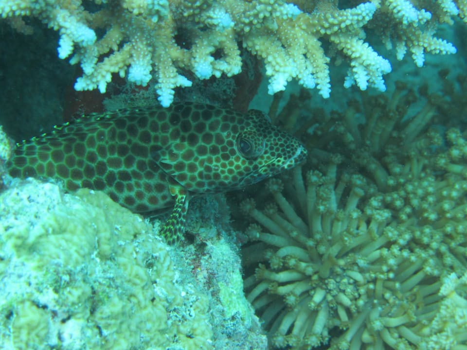 Tauchen NH Collection Maldives Reethi Resort