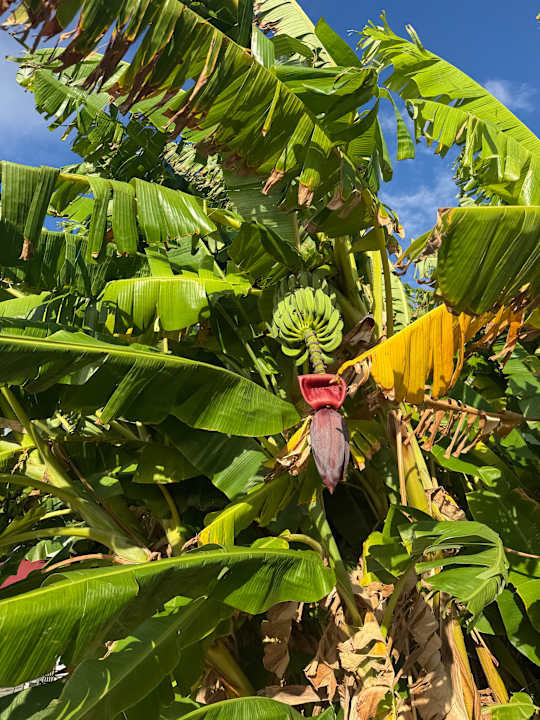 Gartenanlage Arum Barut Collection