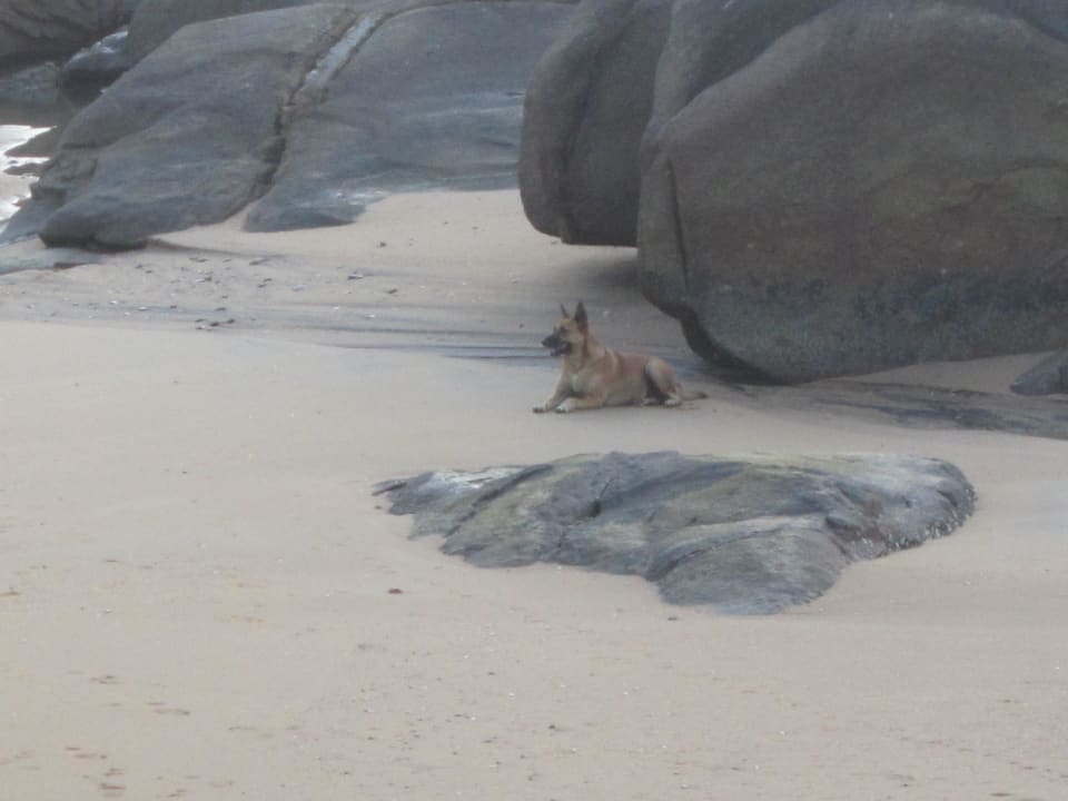 Hund schützt sich vor Sonne Khaolak Laguna Resort