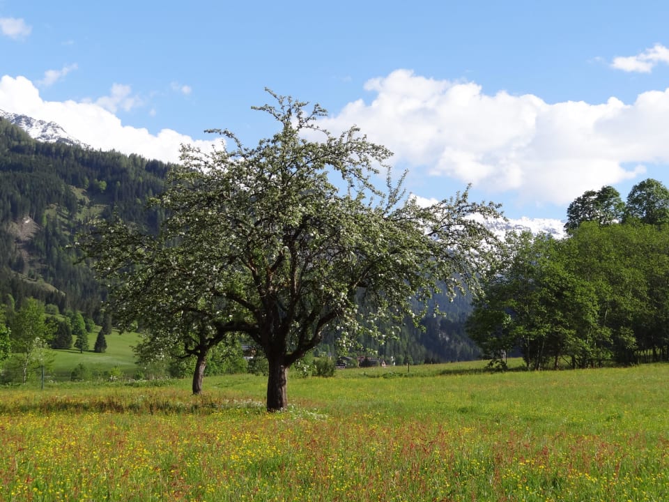 Obstwiesen direkt am Hof Biobauernhof Loitzhof