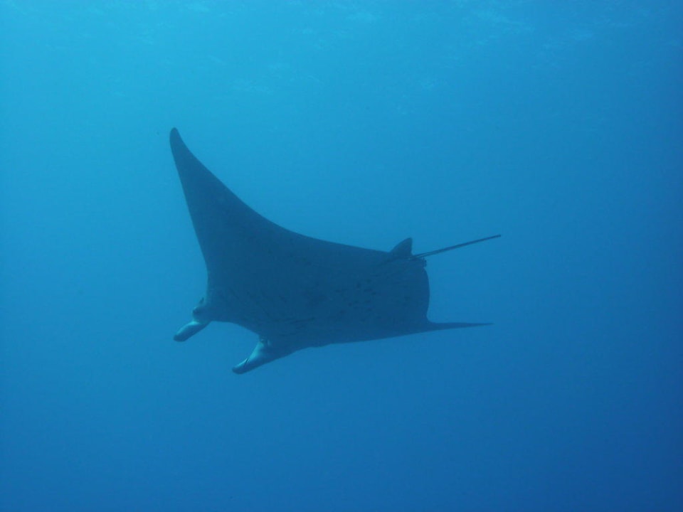 Traumhaftes Tauchen Hotel Traders Ridge Resort