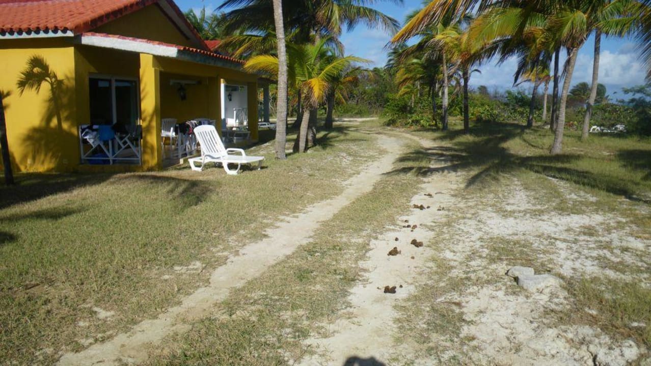 Pferdeäpfel Starfish Cayo Guillermo