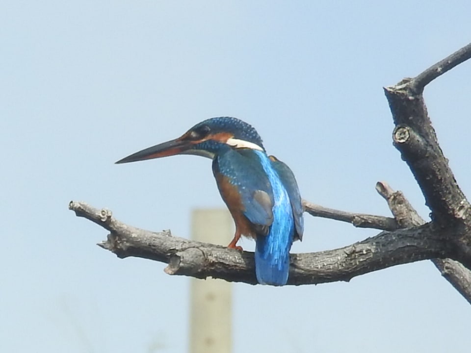 Ein toller Vogel Mermaid Hotel & Club