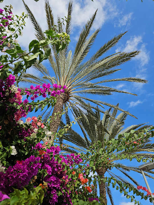 Gartenanlage allsun Hotel Esplendido