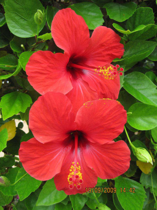 Wunderschöne Blumen Bungalows Cordial Sandy Golf