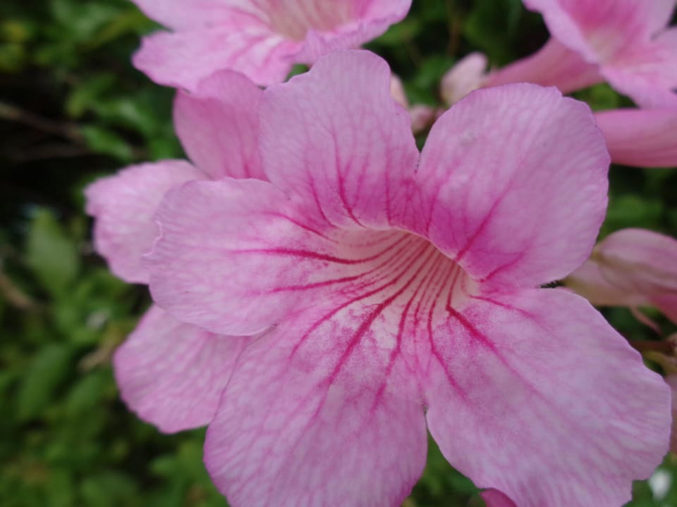 Pflanzenwelt Hotel Costa Calero