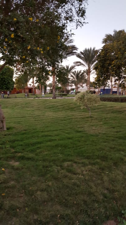 Gartenanlage Desert Rose