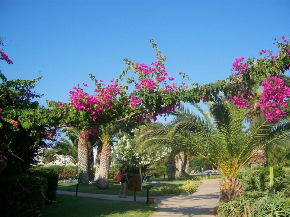 Die wunderschöne und gepflegte Grünanlage Anissa Beach & Village