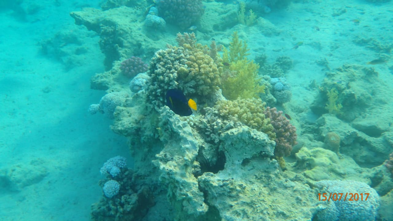 Sport & Freizeit Steigenberger Coraya Beach - Adults only