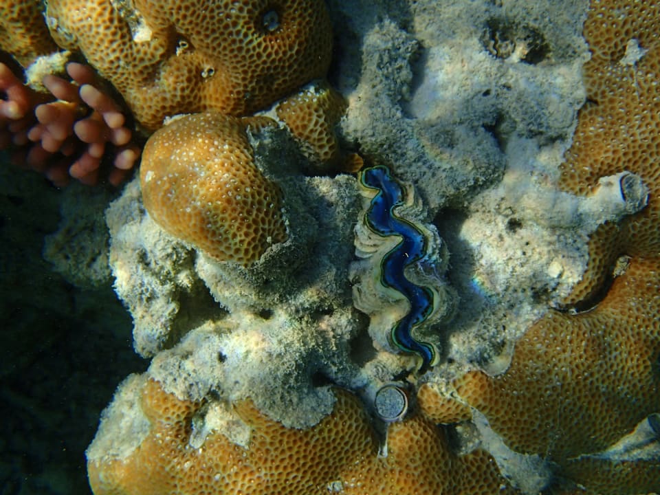 Sport & Freizeit TUI MAGIC LIFE Kalawy
