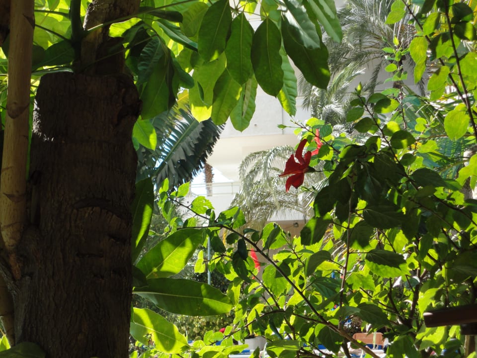 Tolle Gartenanlage Gran Canaria Princess