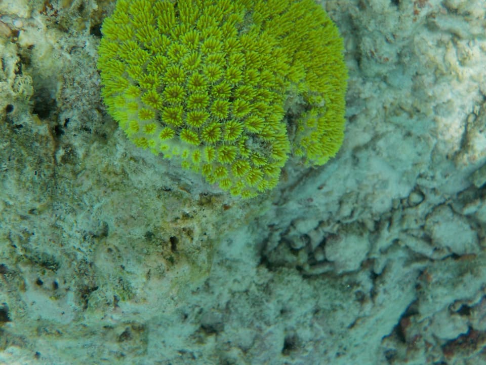 Strand Fihalhohi Maldives