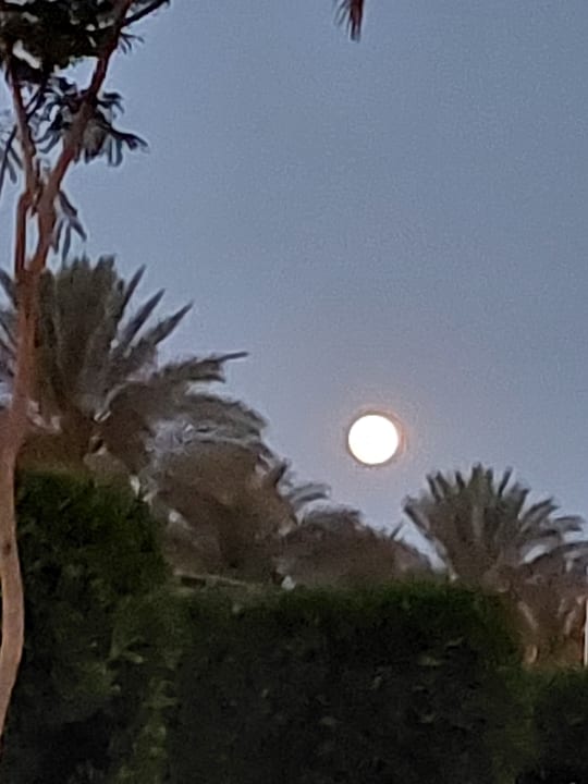 Ausblick Malikia Resort Abu Dabbab