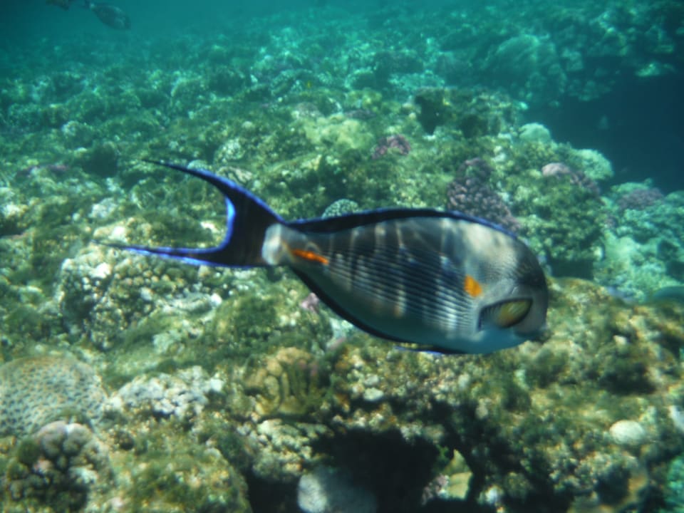 Sport & Freizeit Steigenberger Coraya Beach - Adults only