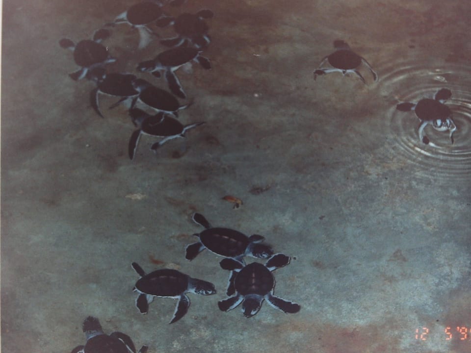 Babyschildkröten in der damaligen Tauchstation Summer Island Maldives