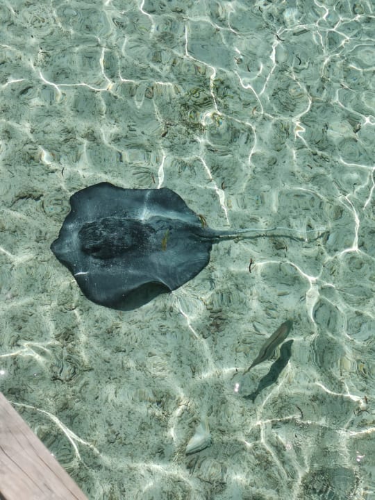 Strand Cinnamon Hakuraa Huraa Maldives