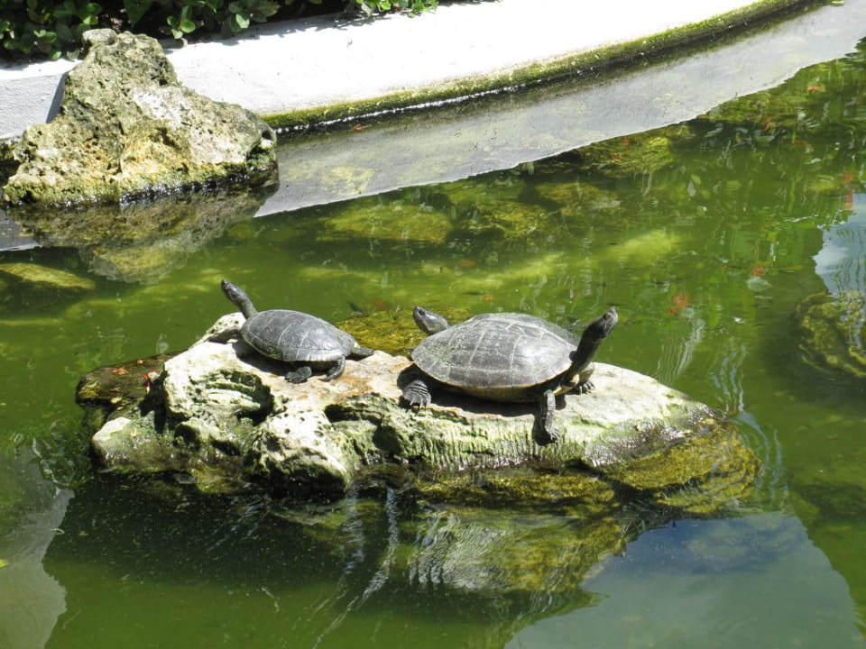 Schildis TRS Turquesa Hotel - Adults only