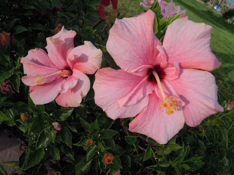 Hibiscus Pickalbatros Alf Leila Wa Leila Resort - Neverland Hurghada