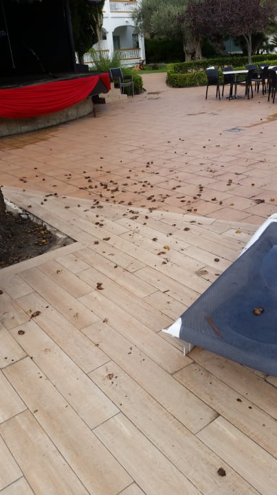 Pool Alcudia Garden Aparthotel