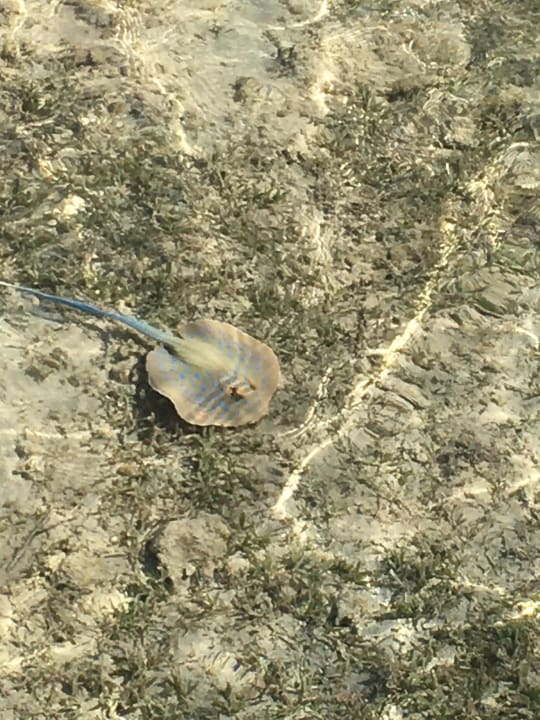 Strand Cleopatra Luxury Resort Makadi Bay