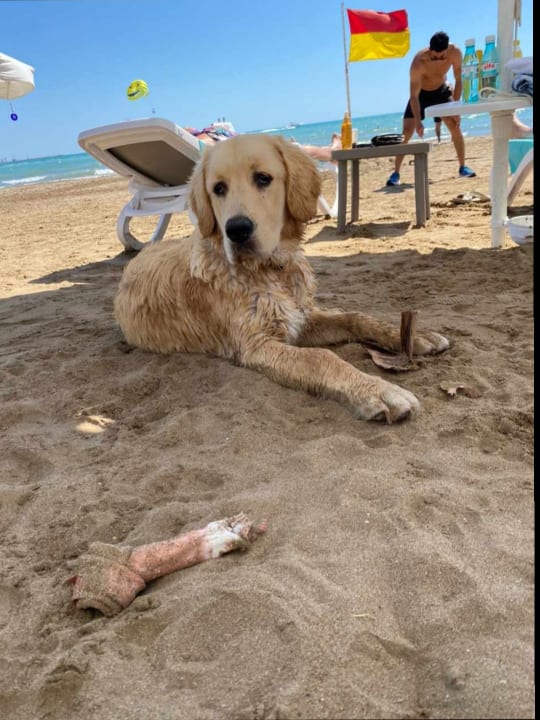 Strand Side Star Elegance