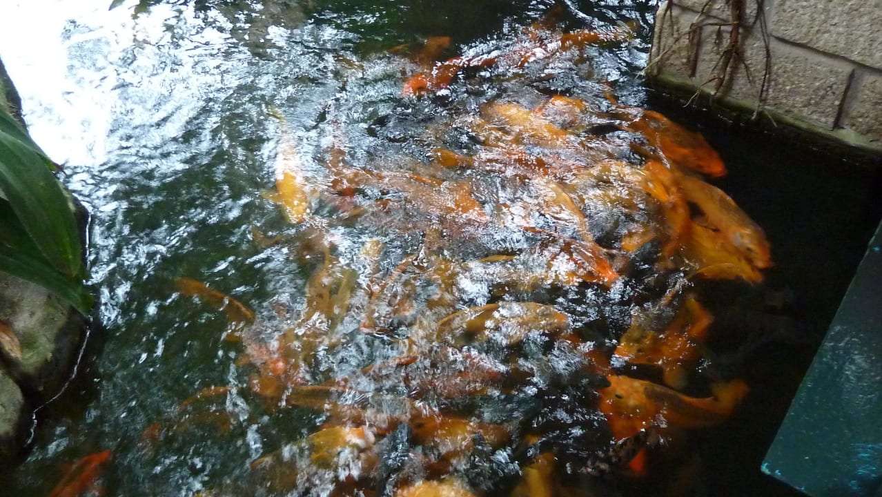 Teichanlage Hoang Ngoc Beach Resort