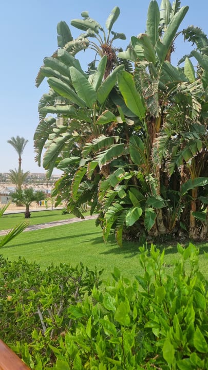 Gartenanlage Steigenberger Coraya Beach - Adults only