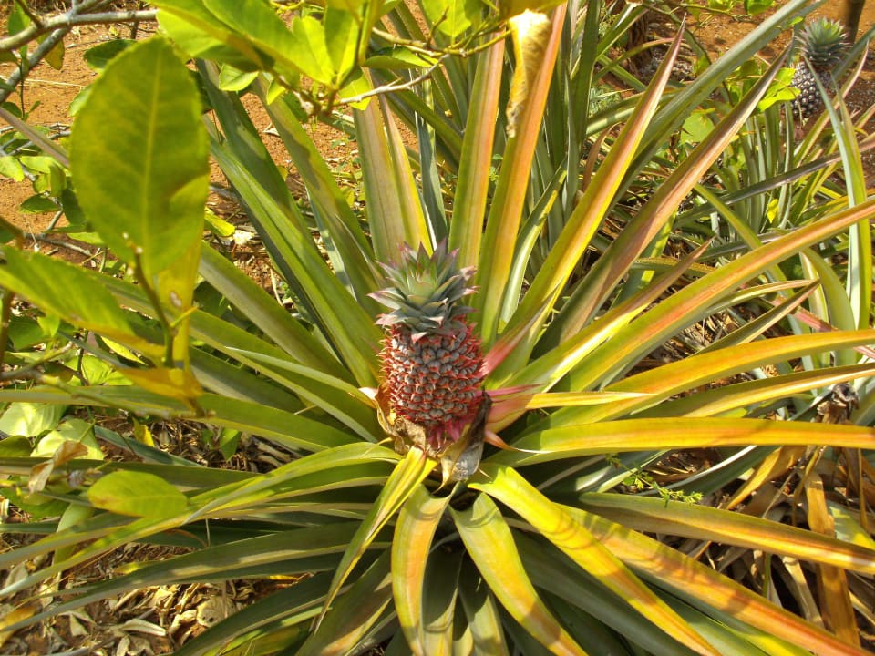 Ananas ELDC Dreamcatcher House