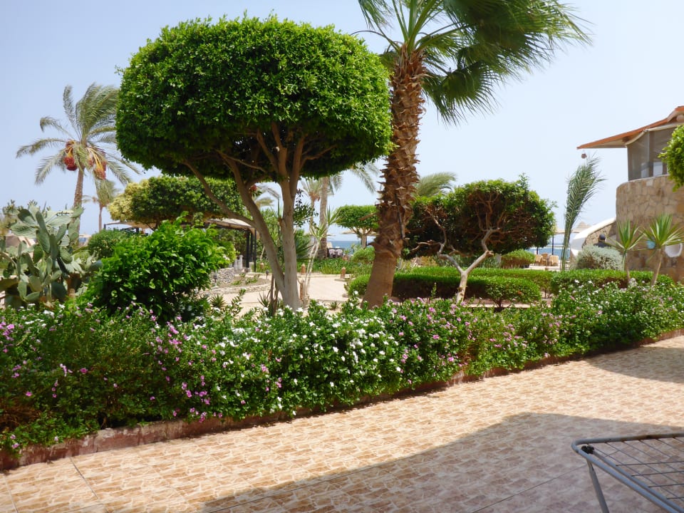 Gartenanlage Hotel Coral Garden