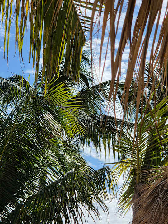 Strand Sunscape Dominicus La Romana