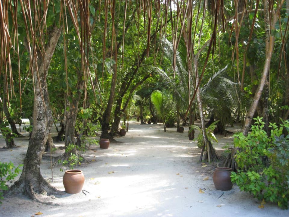 Typischer Meeruweg Meeru Maldives Resort Island