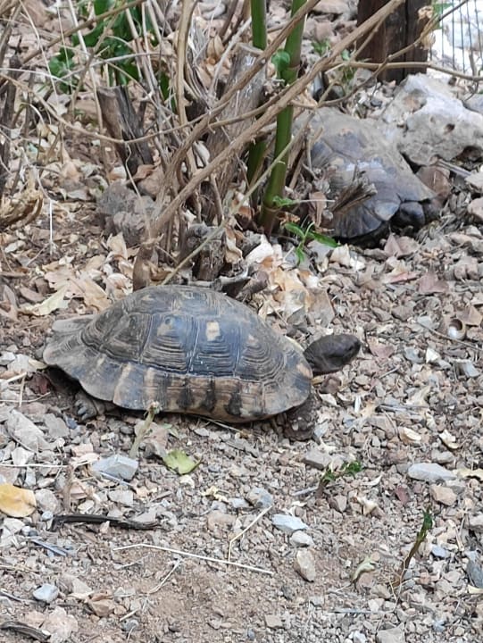 Sonstiges Stone Village Petrino Horio