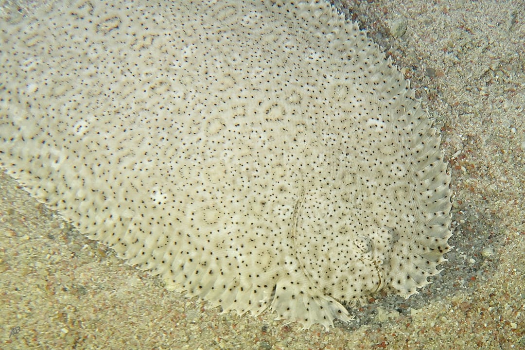 Sport & Freizeit Arabia Azur Resort