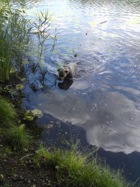Hund bei der Gassirunde Seehotel Schwanenhof