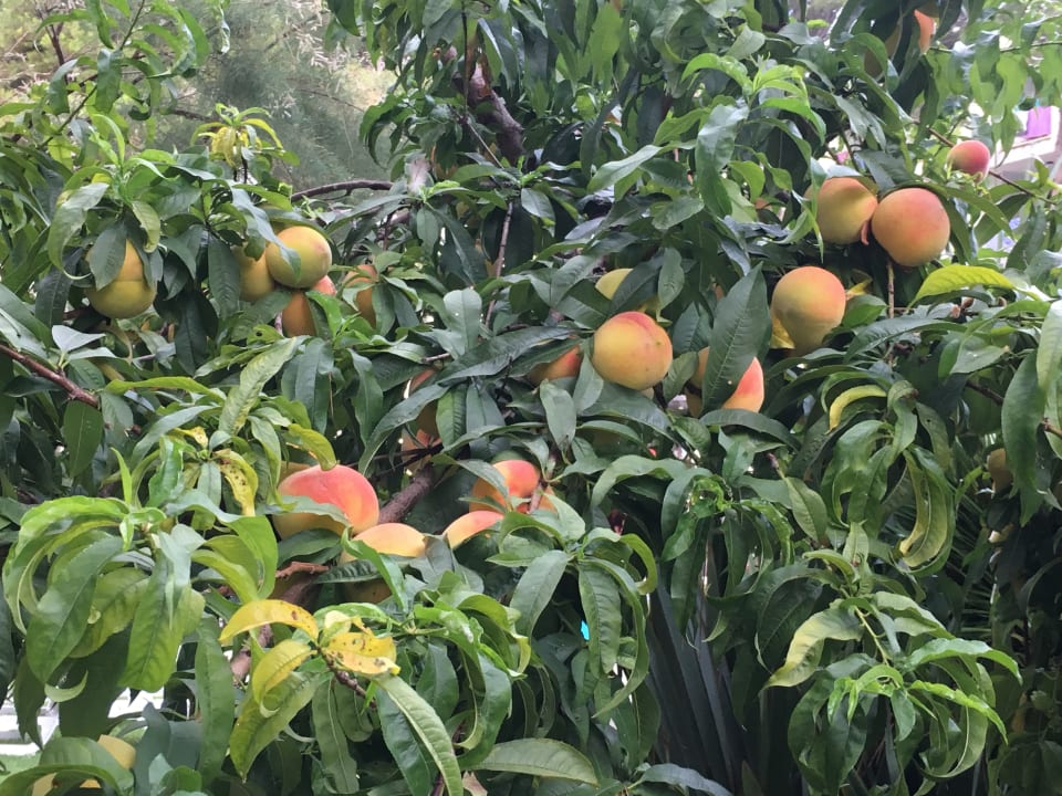 Gartenanlage Hotel Best Sol d'Or