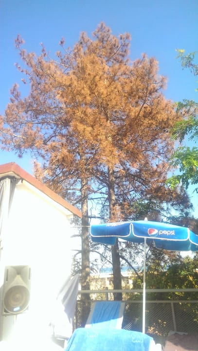 Gehört abgeholzt , verdreckt alles  Park Hotel Golden Beach