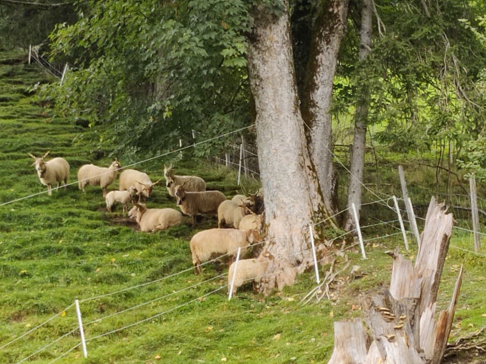 Ausblick Bauernhof Haus Waldesruh
